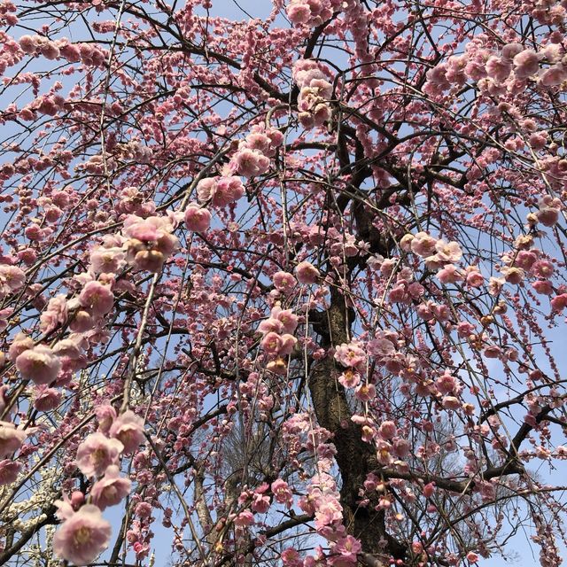 【京都】北野天満宮に行ってきた！