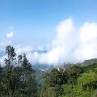 Viewing Natural Forest When Taking Skyway