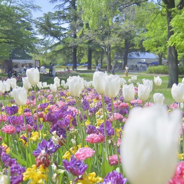 春にオススメ「昭和記念公園」
