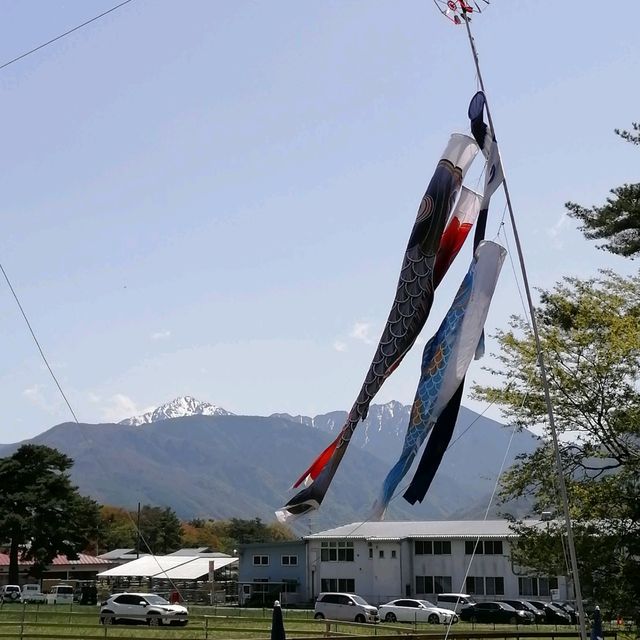 【長野・八ケ岳アルパカ牧場】予想外に癒やされます