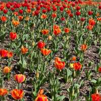 부산 도심에서 즐기는 알록달록 튤립 🌷