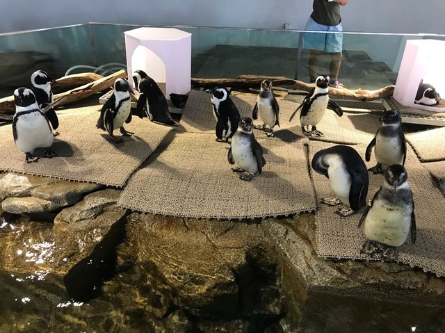係水族館又係動物園♥️完美結合