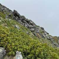 【山梨】天空の花畑！美しき北岳稜線の高山植物