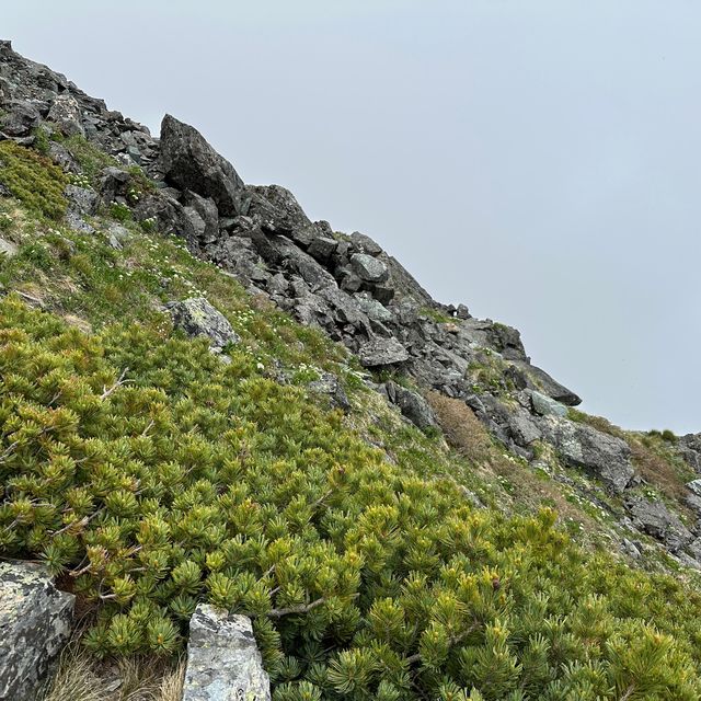 【山梨】天空の花畑！美しき北岳稜線の高山植物