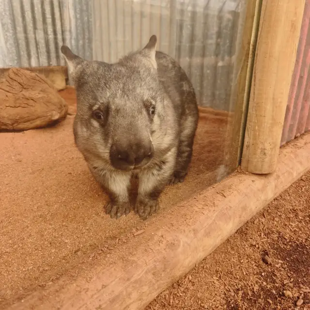 caversham wildlife park