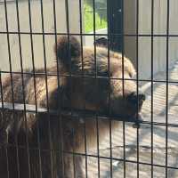 あさひやま動物園🐯