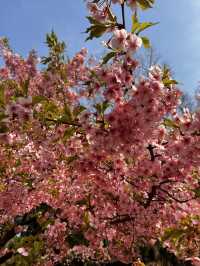🌸春季東京旅行必去的櫻花景點——井之頭恩賜公園！