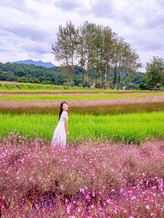A feast of autumn flowers, Goseokjeong Flower Garden Autumn Flower Festival🌾