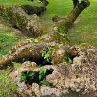 Amazing tree in Heritage garden in Malaysia!