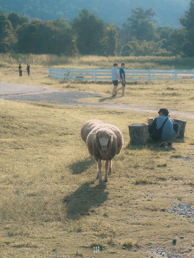 เชียงใหม่ก็มีฟาร์มแกะนะ 🐑