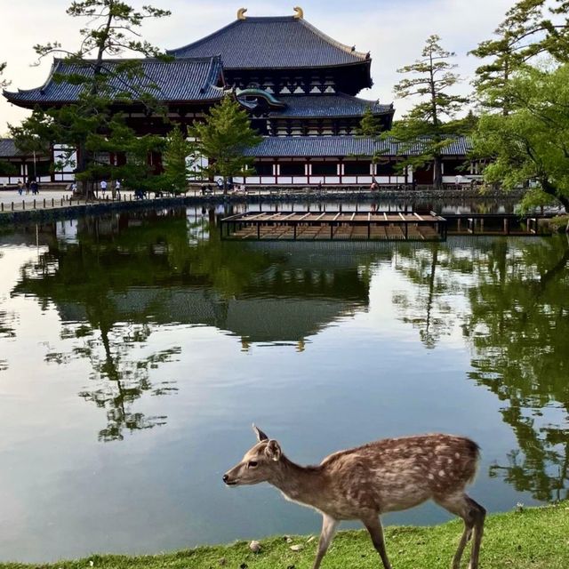 😎 유구한 역사 도시 ‘나라’의 상징이자 랜드마크 도다이지에서 고전 일본을 느껴보세요🌟