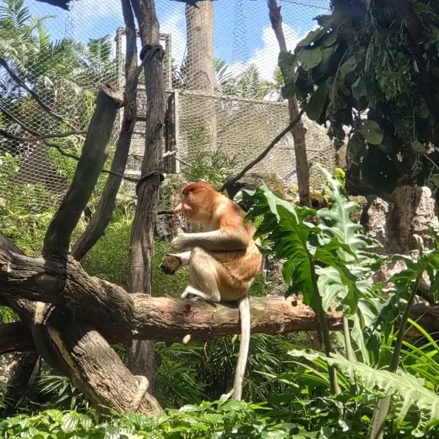 新加坡動物園