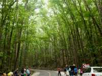 Hanging bridge + Cebu's man made forest