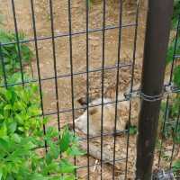 1903年開業の歴史ある動物園