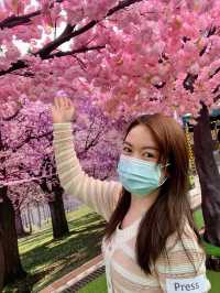 萌兔陪您一次過遊首爾﹑京都和台北