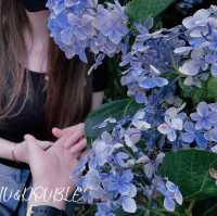 陽明山花季（繡球花）