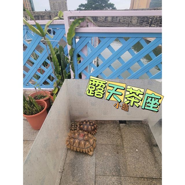 假日親子遊 • 港島寧靜湖畔玩📍水上單車