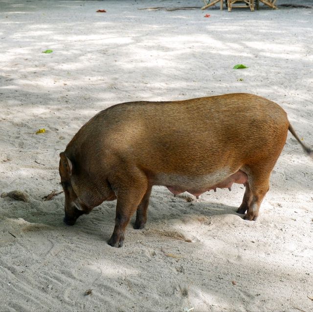 มาเยี่ยม น้องหมู อู๊ด อู๊ด