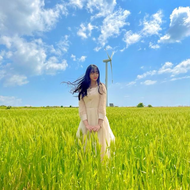 유채꽃과 청보리밭이 예쁜 제주 가파도💖