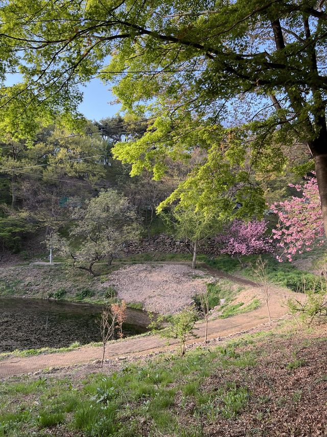 겹벚꽃명소 충남 서산 문수사🌸💕