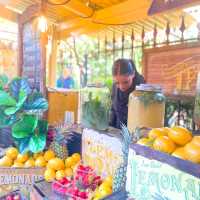 悉尼主題brunch勝地