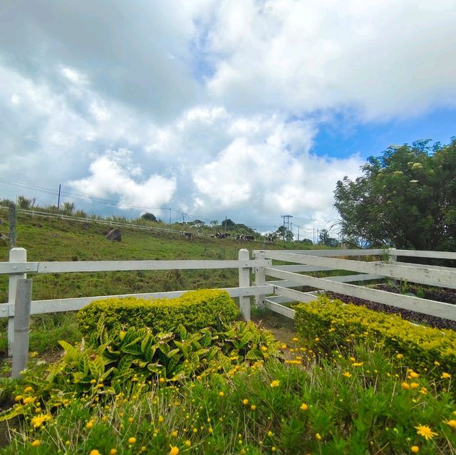 The joyful Desa Dairy Farm!