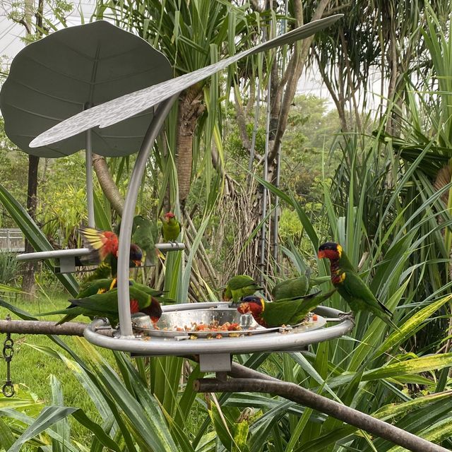 🦜Bird Paradise this holiday! 