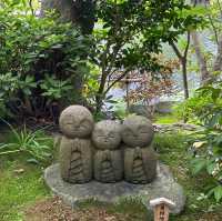 【 神奈川 / 鎌倉 】一回では見切れないほどの花の寺🌸