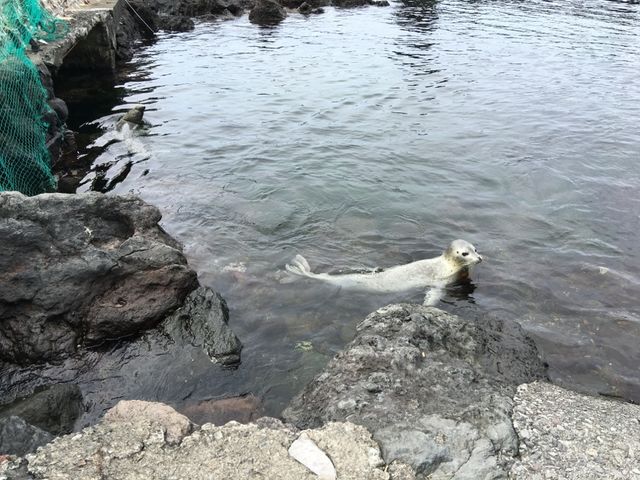 北海道　北海道観光　利尻島の絶対外せない観光スポット 仙法志御崎公園でアザラシに会ってきた！