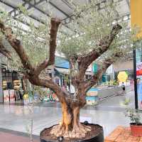 งานOlive in your backyard @theninetiwanon