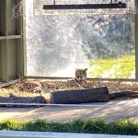 Zoo All day, Every day! 