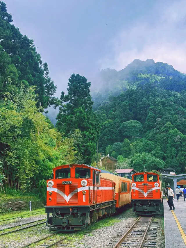 [嘉義] 百年老街特色美食 森林鐵路小火車-奮起湖