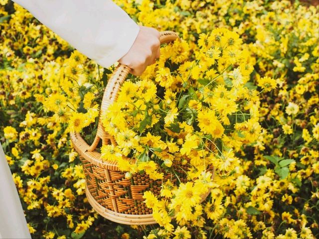 สวนดอกไม้ดอยช้างแป้ #พิกัดม่อนแจ่ม จ.เชียงใหม่