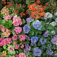 Dining in flower paradise