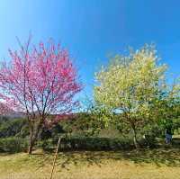 ดอกพญาเสือโคร่งสีขาว