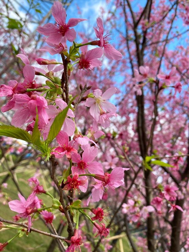 香港賞櫻花🌸😍