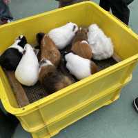 ふれあい広場〜野毛山動物園〜
