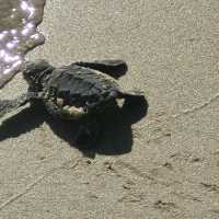 Baby Turtles on their way 