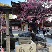 太宰府天満宮で桜を見る初春！