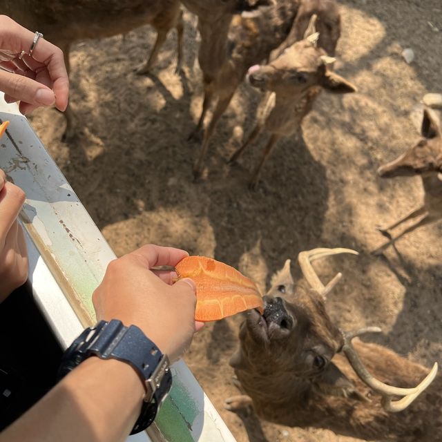 ซาฟารีปาร์ค กาญจนบุรี 🦒🦓🐘🐅🐆🦁🦌🐪