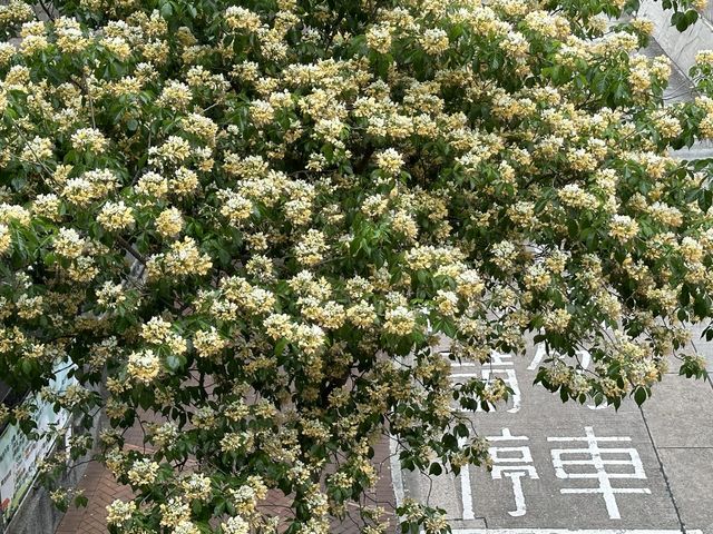 香港賞花 | 太子道西一帶魚木盛放
