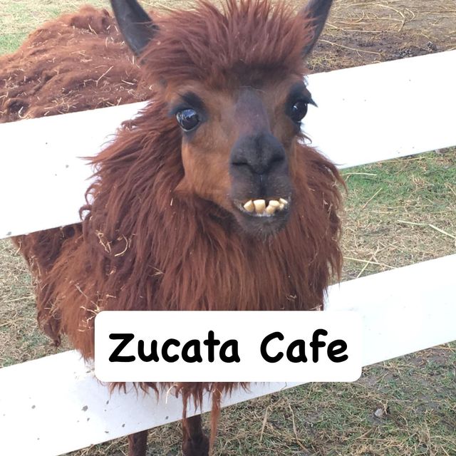 Zucata Cafe พระนครศรีอยุธยา