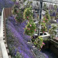 Fairytale garden in Cameron highland 