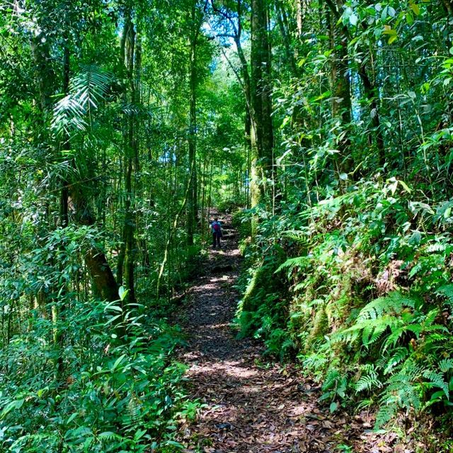 Kinabalu Park trails for the explorer!