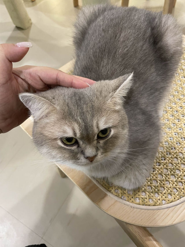 觀塘區～抵玩👍🏻可愛嘅貓貓Cafe🐱🐈