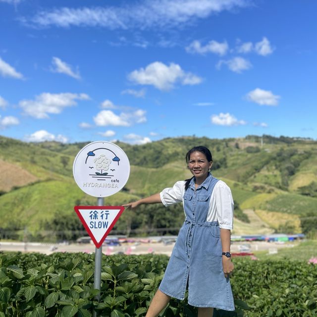 🌼🌼พักกายพักใจ💕💕ชมดอกไม้สวยๆๆ🪻🪻💐💐🌸🌼