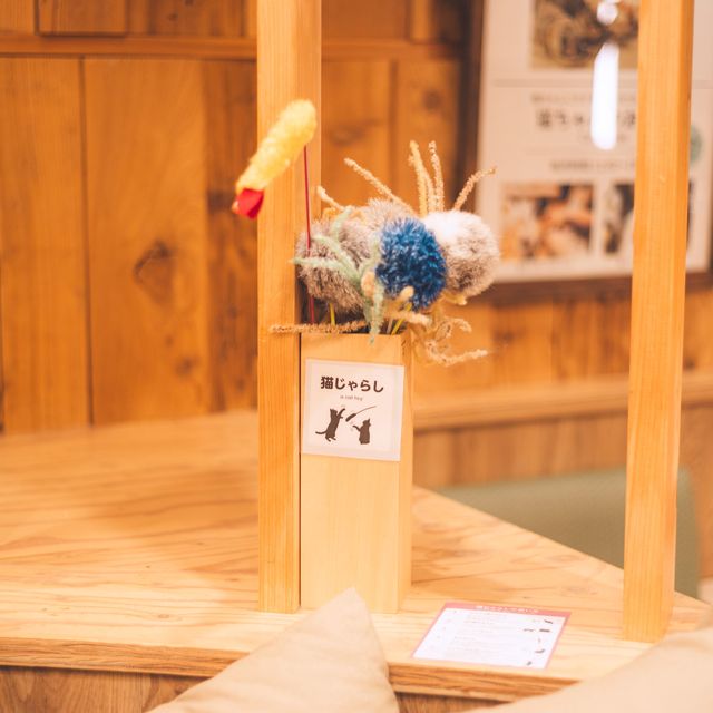 【東京】秋葉原の癒し空間🐈🐾「猫カフェ MOCHA」