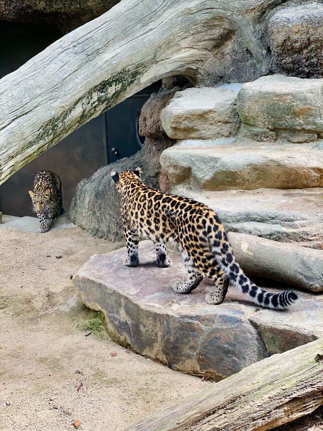 Kobe Oji Zoo 🐨🐼🐘🦩🦒