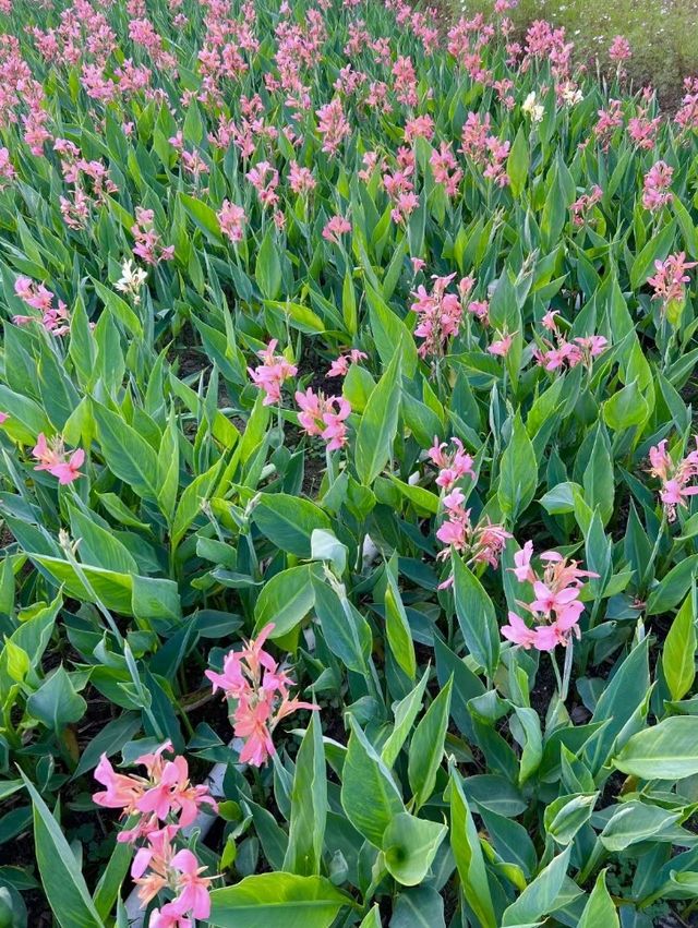🌿🌺🌅 觀瀾河濕地公園～花海日落驚艷🌿🌺🌅