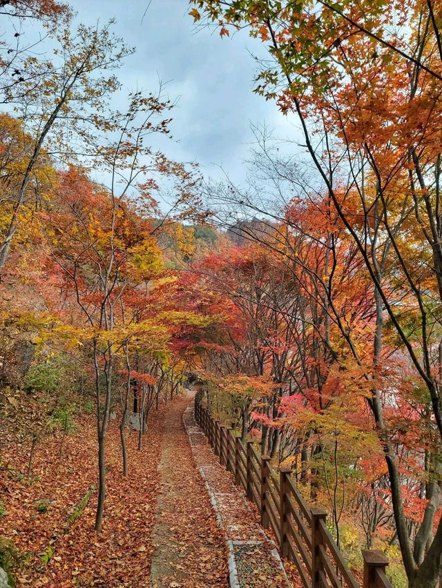 알록달록 붉은 단풍이 아름다운 태백 가을여행🍁 알록달록 붉은 단풍이 아름다운 태백 가을여행🍁